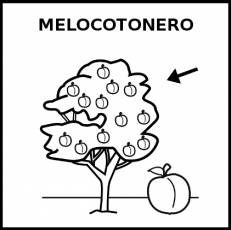 MELOCOTONERO - Pictograma (blanco y negro)