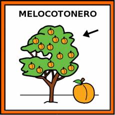 MELOCOTONERO - Pictograma (color)