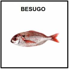 BESUGO (ANIMAL) - Foto