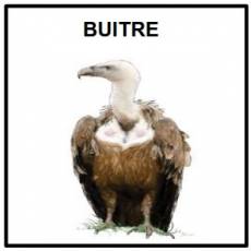 BUITRE - Foto