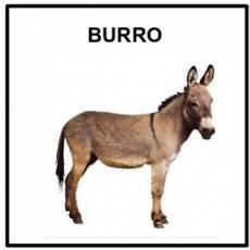 BURRO - Foto