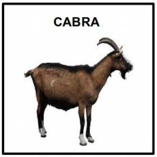 CABRA - Foto