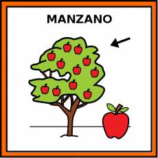 MANZANO - Pictograma (color)