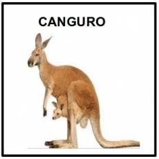 CANGURO - Foto