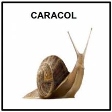 CARACOL - Foto