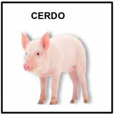 CERDO - Foto