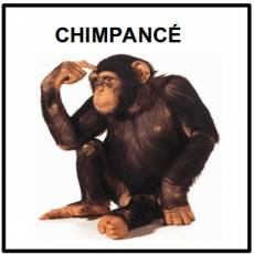 CHIMPANCÉ - Foto