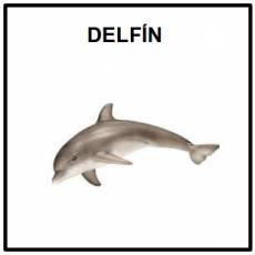 DELFÍN - Foto