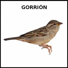 GORRIÓN - Foto