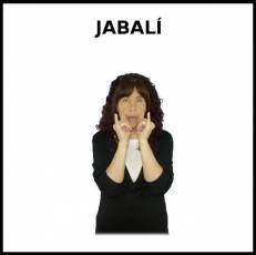 JABALÍ - Signo