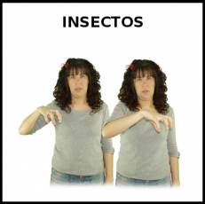 INSECTOS - Signo