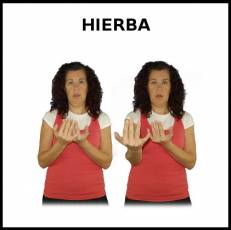 HIERBA - Signo