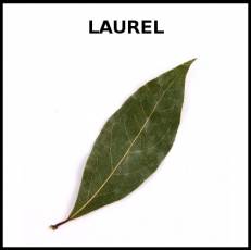 LAUREL - Foto