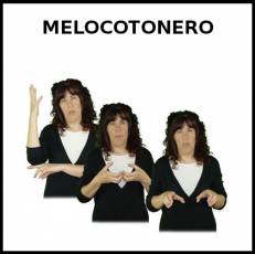 MELOCOTONERO - Signo