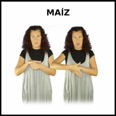MAÍZ - Signo