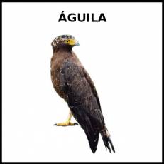 ÁGUILA - Foto
