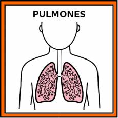 PULMONES - Pictograma (color)