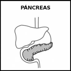 PÁNCREAS - Pictograma (blanco y negro)