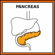 PÁNCREAS - Pictograma (color)