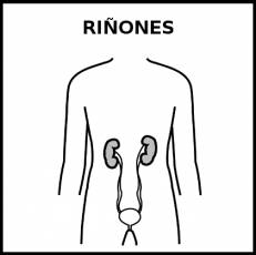 RIÑONES - Pictograma (blanco y negro)