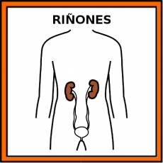 RIÑONES - Pictograma (color)