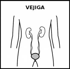 VEJIGA - Pictograma (blanco y negro)
