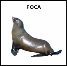 FOCA - Foto