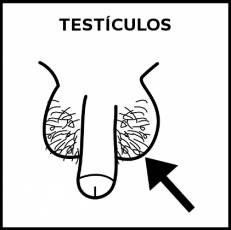 TESTÍCULOS - Pictograma (blanco y negro)