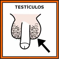 TESTÍCULOS - Pictograma (color)