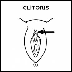 CLÍTORIS - Pictograma (blanco y negro)