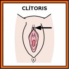 CLÍTORIS - Pictograma (color)