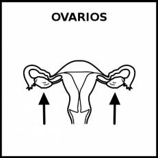 OVARIOS - Pictograma (blanco y negro)