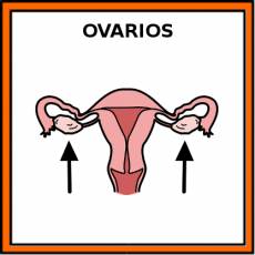 OVARIOS - Pictograma (color)