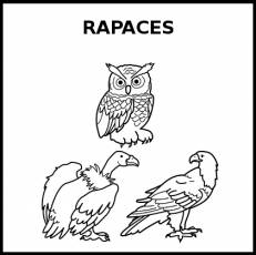 RAPACES - Pictograma (blanco y negro)