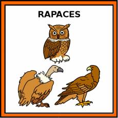 RAPACES - Pictograma (color)