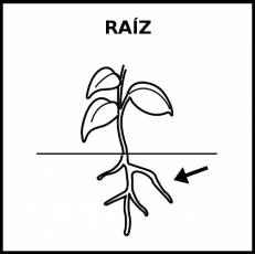 RAÍZ - Pictograma (blanco y negro)