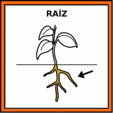 RAÍZ - Pictograma (color)