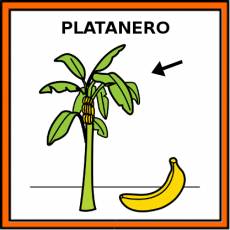 PLATANERO - Pictograma (color)