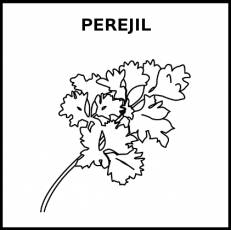 PEREJIL - Pictograma (blanco y negro)