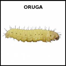 ORUGA - Foto