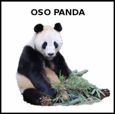 OSO PANDA - Foto