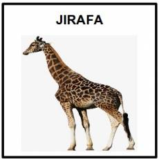 JIRAFA - Foto