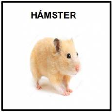 HÁMSTER - Foto