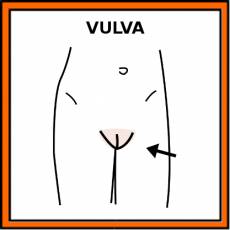 VULVA - Pictograma (color)