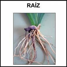 RAÍZ - Foto
