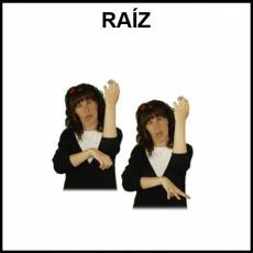 RAÍZ - Signo