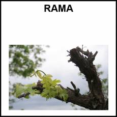 RAMA - Foto