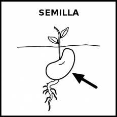 SEMILLA - Pictograma (blanco y negro)