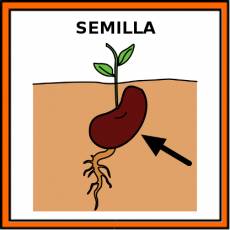 SEMILLA - Pictograma (color)