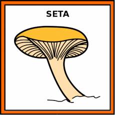 SETA - Pictograma (color)